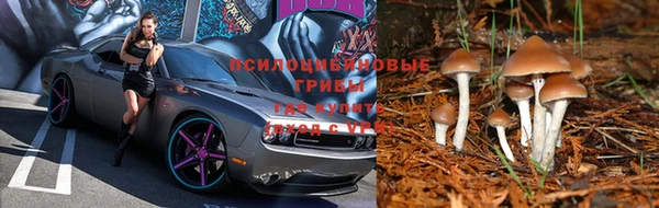 a pvp Аркадак